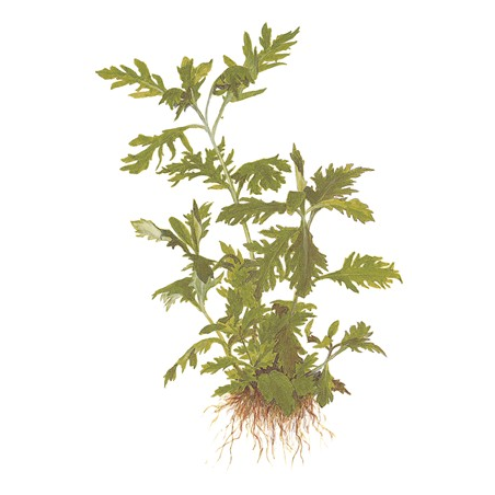 Hygrophila Difformis