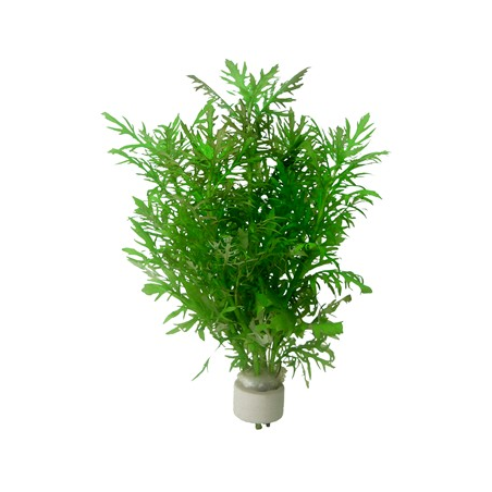 Hygrophila Difformis