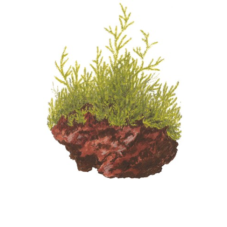 Taxiphyllum Barbieri