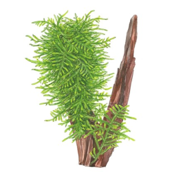 Taxiphyllum 'Spiky'
