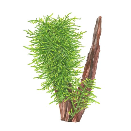 Taxiphyllum 'Spiky'