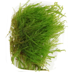 Taxiphyllum 'Spiky'