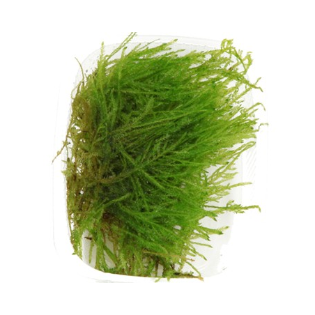 Taxiphyllum 'Spiky'