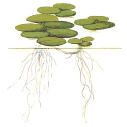 Limnobium Laevigatum
