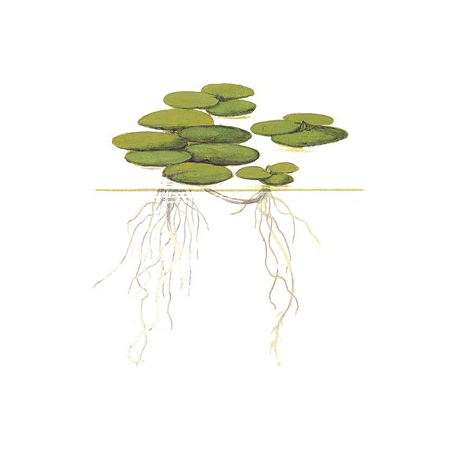 Limnobium Laevigatum