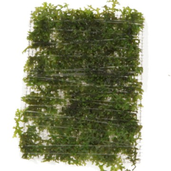 Riccardia Chamedryfolia