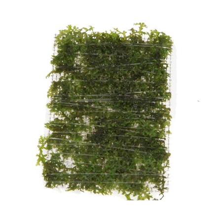 Riccardia Chamedryfolia