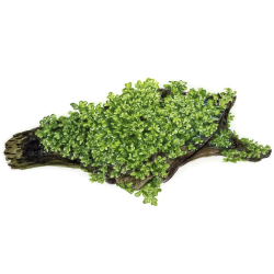 Riccardia Chamedryfolia