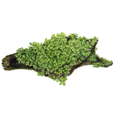 Riccardia Chamedryfolia