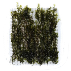 Fissidens Fontanus