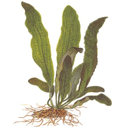 Aponogeton Boivinianus