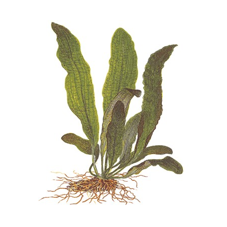 Aponogeton Boivinianus