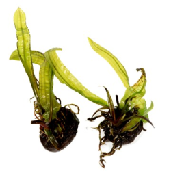 Aponogeton Boivinianus