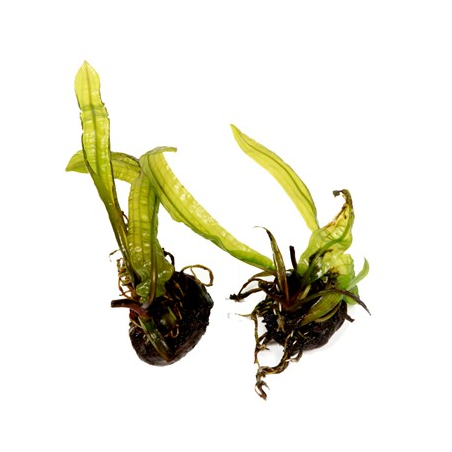 Aponogeton Boivinianus