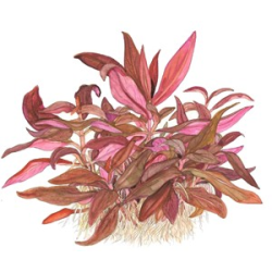 Alternanthera Reineckii 'Mini'