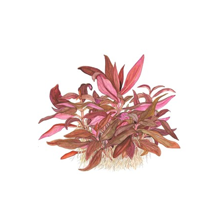 Alternanthera Reineckii 'Mini'