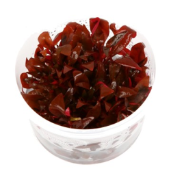 Alternanthera Reineckii 'Mini'