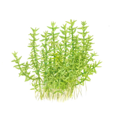 Gratiola Viscidula