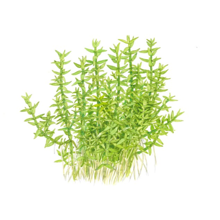Gratiola Viscidula