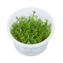 Gratiola Viscidula