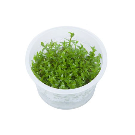 Gratiola Viscidula