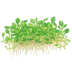 Marsilea Crenata