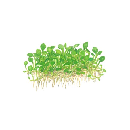 Marsilea Crenata