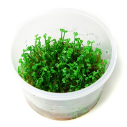 Marsilea Crenata