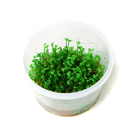Marsilea Crenata