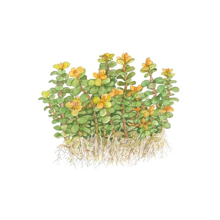 Rotala 'Bonsai'