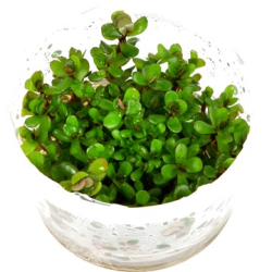 Rotala 'Bonsai'