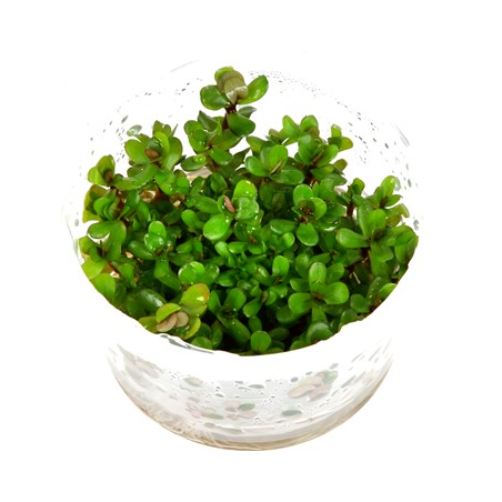 Rotala 'Bonsai'