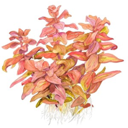 Rotala Macrandra