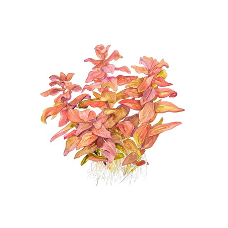 Rotala Macrandra