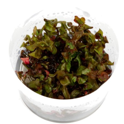 Rotala Macrandra