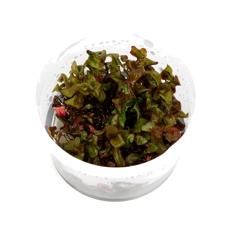 Rotala Macrandra