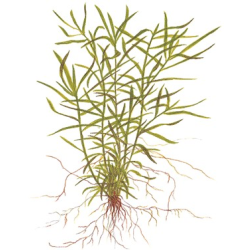 Heteranthera Zosterifolia