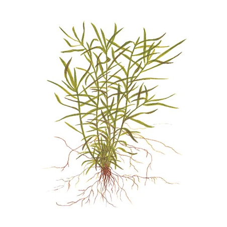 Heteranthera Zosterifolia