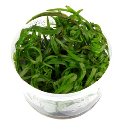 Heteranthera Zosterifolia