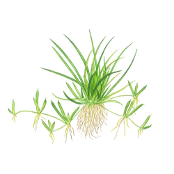 Littorella Uniflora