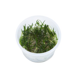 Littorella Uniflora