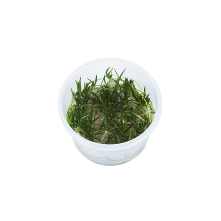 Littorella Uniflora