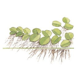 Salvinia Auriculata