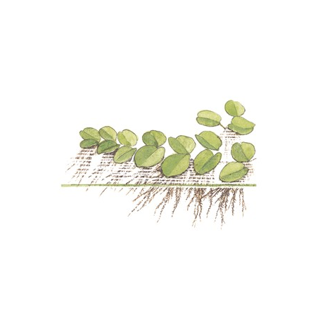 Salvinia Auriculata