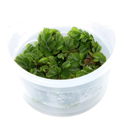 Salvinia Auriculata