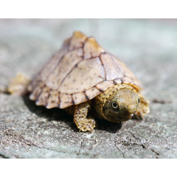 Sternotherus Carinatus