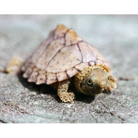 Sternotherus Carinatus