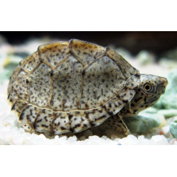 Sternotherus Carinatus