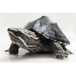 Sternotherus Odoratus