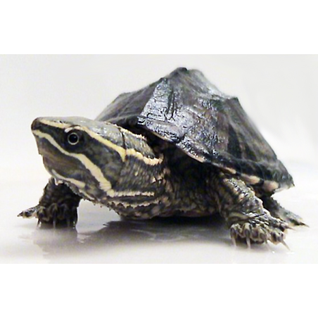 Sternotherus Odoratus